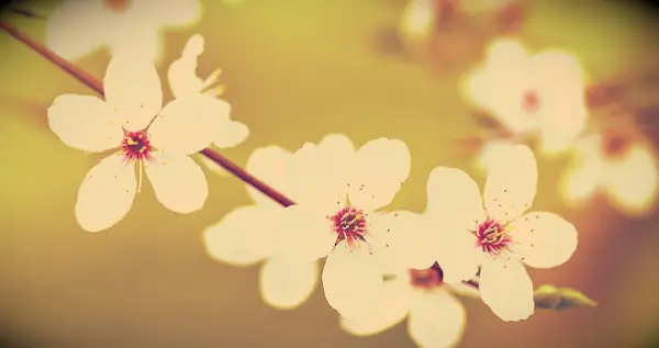 Beautiful white spring flowers in a close up with a green background.