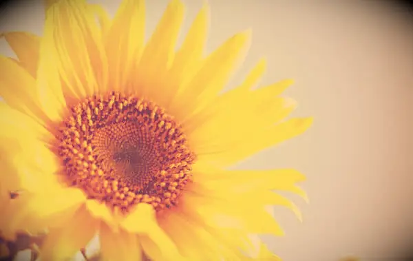 Norman Vincent Peale's top 10 positieve parels van wijsheid