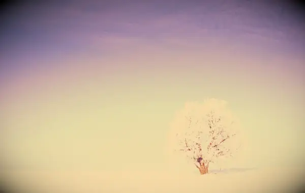 A beautiful snow-covered tree standing in snow with a blue sky in the background.