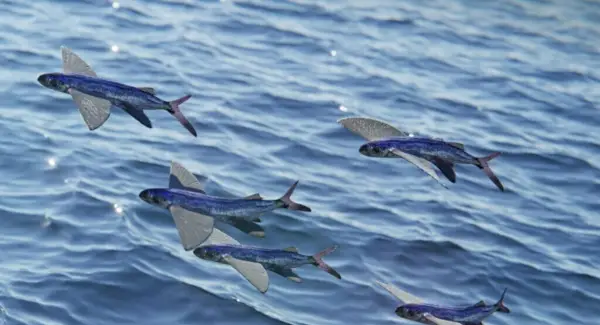 Tòtem de peixos voladors, somnis i missatges