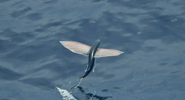 Simbolisme, somnis i missatges dels peixos voladors