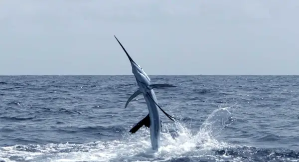 Символіка риби-меч, сни та повідомлення