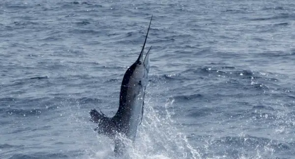 Тотем риби-меч, сни та повідомлення