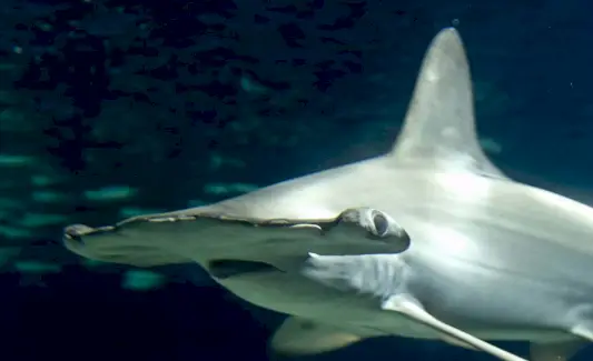 Symbolika a poselství žraloka kladivouna