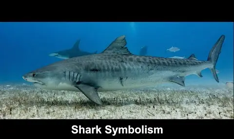 Přehrávač YouTube