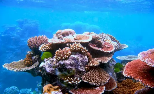 Koralų simbolika, koralų reikšmė, koralų totemas, koralų svajonė ir pranešimai