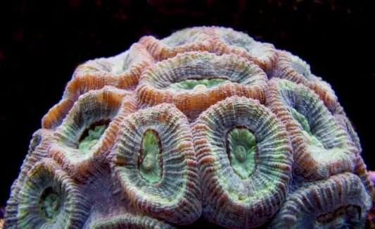 Uždarų smegenų koralų simbolika, koralų reikšmė, koralų totemas, koralų svajonė ir pranešimai