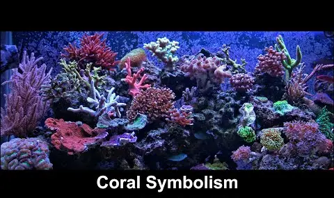 „YouTube“ grotuvas