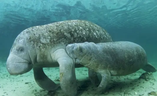 Manatee Totem, Manatee Dream a zprávy