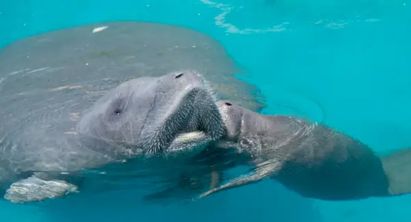 Symbolika kapustňáků