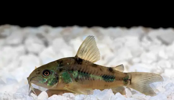 Сом Pepper Cory, символіка сома, значення сома, тотем сома, сон сома та повідомлення