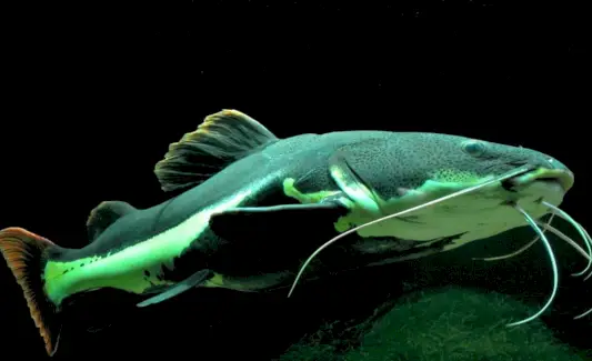 Червонохвостий сом