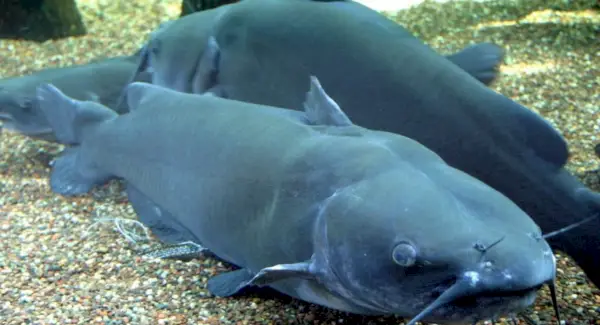 Канальний сом