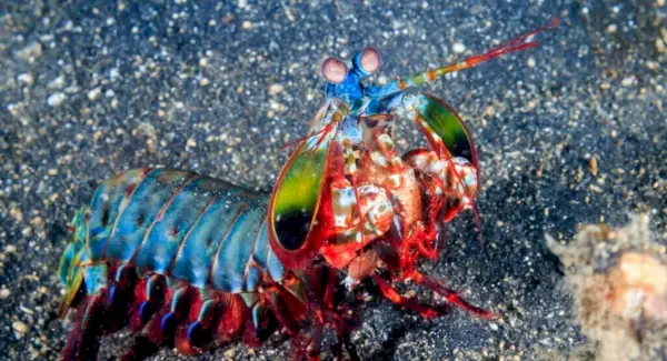 Krevečių simbolika, sapnai ir pranešimai