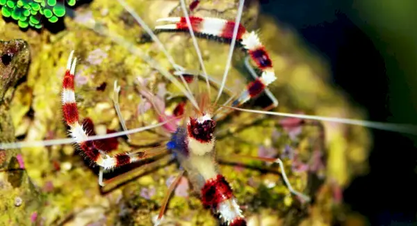 Krevečių totemas, sapnai ir pranešimai