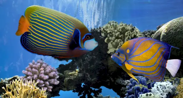 Emperor Angelfish, Blue Ring Angelfish