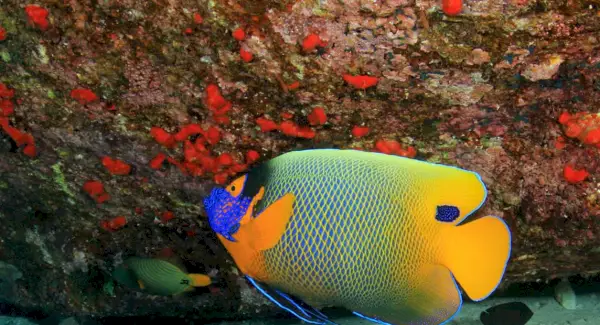 Geltonosios kaukės Angelfish simbolika, Angelfish reikšmė, Angelfish Totemas, Angelfish Dream ir pranešimai