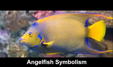 „YouTube“ grotuvas