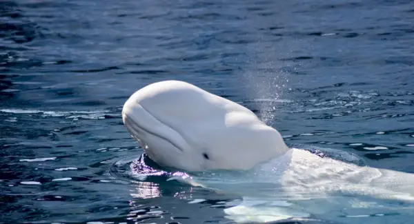 Simbolismo da Baleia, Significado da Baleia, Totem da Baleia, Sonho da Baleia e Mensagens