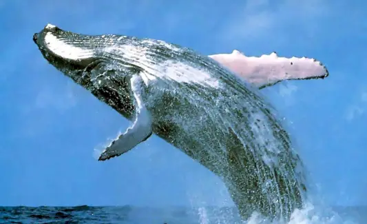Simbolismo da baleia jubarte, significado da baleia, totem da baleia, sonho da baleia e mensagens