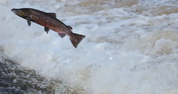 Salmó, missatger animal, tòtem animal