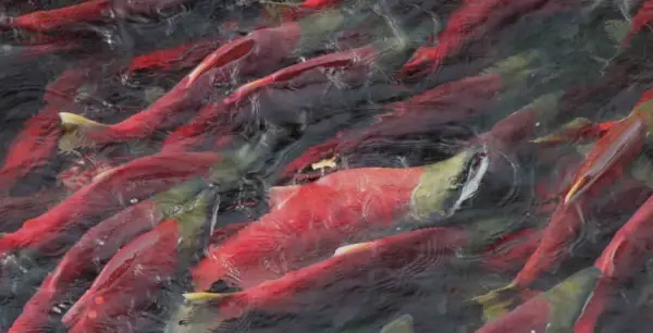 Salmó, missatger animal, tòtem animal