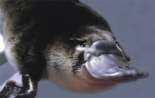 Simbolismo do Ornitorrinco, Significado do Ornitorrinco, Totem do Ornitorrinco, Sonho do Ornitorrinco e Mensagens