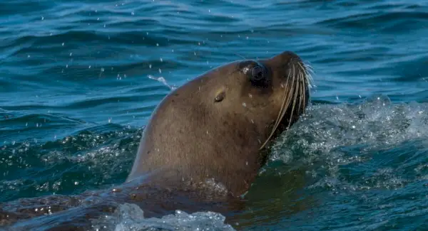 Jūrų liūto totemas, svajonės ir pranešimai