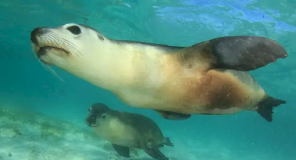 Jūrų liūto simbolika, svajonės ir pranešimai