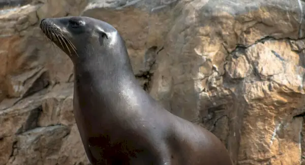 Jūrų liūto simbolika