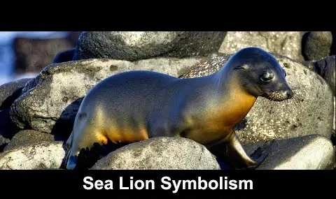 „YouTube“ grotuvas