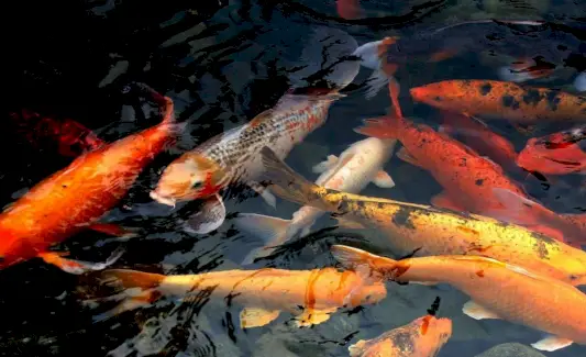 Koi Totem, Koi Dream i Missatges