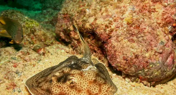 Круглий скат