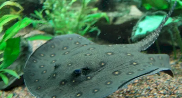 Гластчастий річковий скат