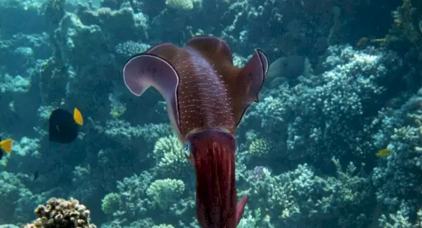 Simbolismo, sonhos e mensagens da lula