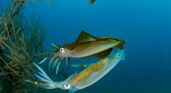 Totem de Lula, Sonhos e Mensagens