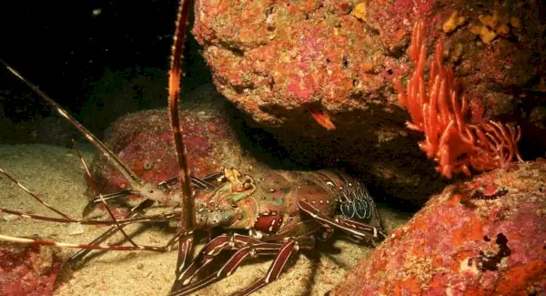 Simbolisme de llagosta, significat de llagosta, tòtem de llagosta, somni de llagosta i missatges