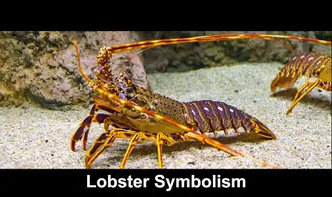 Reproductor de YouTube