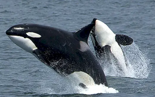 Orca Totem, Orca Dream a zprávy