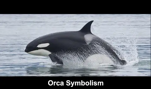 Přehrávač YouTube