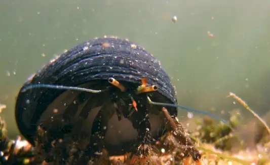 Simbolismo do caranguejo eremita