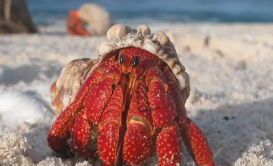 Totem de Caranguejo, Sonho de Caranguejo e Mensagens