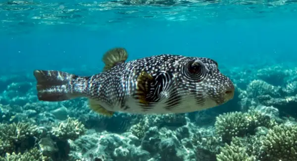 Symbolika pufferfish