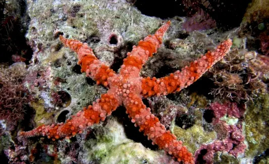 Totem hvězdice, sen hvězdice a zprávy