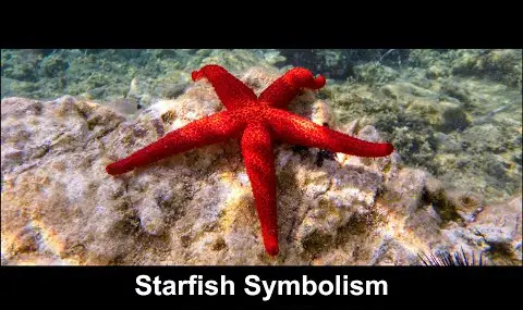 Přehrávač YouTube