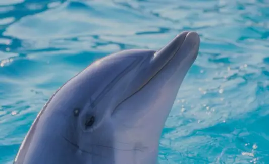Význam delfínů