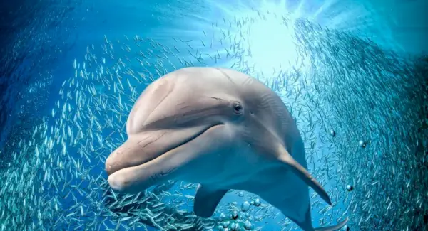 Přehrávač YouTube