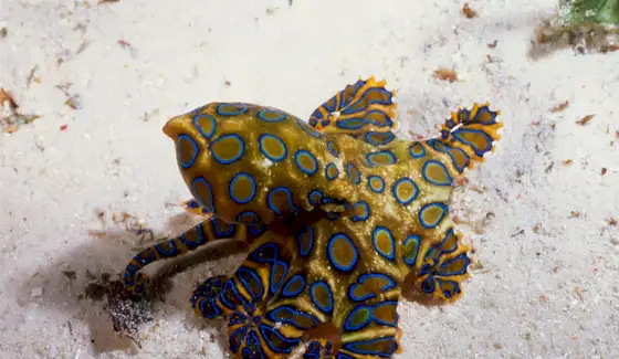 Simbolismo do polvo, significado do polvo, totem do polvo, sonho do polvo e mensagens