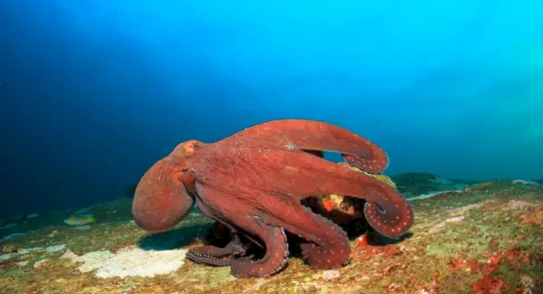 Simbolismo do polvo, significado do polvo, totem do polvo, sonho do polvo e mensagens