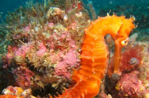 Simbolisme dels cavallets de mar
